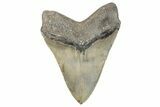 Serrated Fossil Megalodon Tooth - North Carolina #270732-2